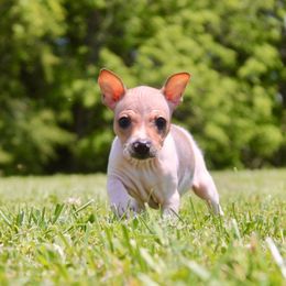 American Hairless Terrier Puppies from Vinegar Hill Kennel