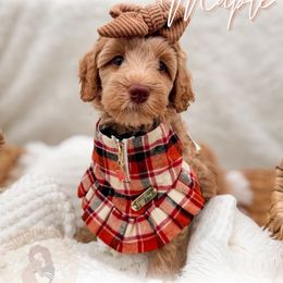 Maple - Apricot female Goldendoodle puppy in California City, California from Summer Sun Doodles