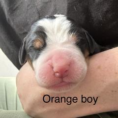 Orange boy - Black, white and red male Greater Swiss Mountain Dog puppy in Woodland, Washington from Woodland Swissie’s