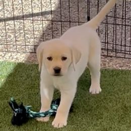 Labrador Retrievers from Ivory’s Yellow Labs