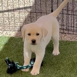 Labrador Retrievers from Ivory’s Yellow Labs