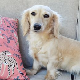 Luna - Dachshund