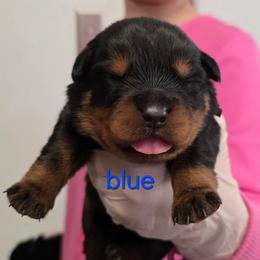 Boy 4 - Black and tan male Rottweiler puppy in Stanton, Kentucky from Vom Hause Alistair