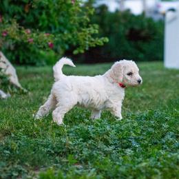 Ursa - White female Poodle puppy in Pleasant Grove, Utah from Out of This World Poodles