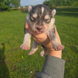 Boy 1 - Gray and white male Siberian Husky puppy in Bingham, Illinois from Siberian Instincts Kennel