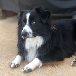 Miniature American Shepherds and Miniature Australian Shepherds from Rigsby Ranch