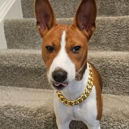 Red - Red and white male Basenji puppy in New Providence, Pennsylvania from Buck Iron Stables Kennel