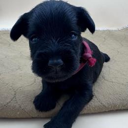 Red collar - Black male Miniature Schnauzer puppy in Arlington, Texas from Blissful Standards