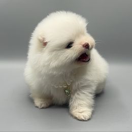 Blossom - White Pomeranian puppy in Santa Ana, California from Uniquepombabies