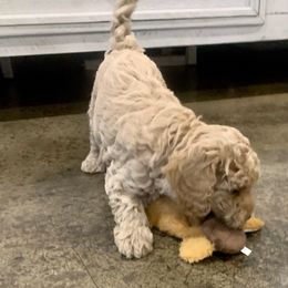 Cavapoos from Stonehill Puppies LLC