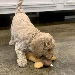 Cavapoos from Stonehill Puppies LLC