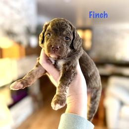 Finch - Brown male Bernedoodle puppy in Midland, Michigan from Northern Charm Farm