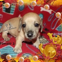 Dachshund Puppies from Dawn's Dachshunds