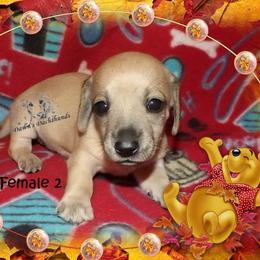 Dachshund Puppies from Dawn's Dachshunds