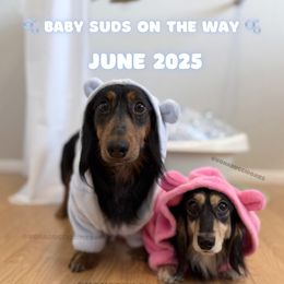 Dachshund puppies from Vonaducci Doxies, LLC.