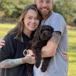 Lucky Country Codi (Grey Collar Male) - Chocolate Australian Labradoodle puppy in Wake Forest, North Carolina from Lucky Country Labradoodles