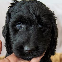 Ms. Cobalt - Black female Goldendoodle puppy in Gotha, Florida from Perlune Farms