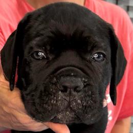 Green Collar Boy - Vera X Lawman - AKC and ICCF - Black male Cane Corso puppy in Gorman, Texas from McOmber Country Kennels