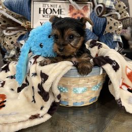 Yorkshire Terrier Puppies from Blissful_Yorkies