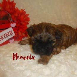 Shih Tzu Puppies from Zeebee Pups