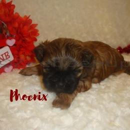 Shih Tzu Puppies from Zeebee Pups