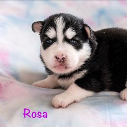 Rosa - Black and white female Pomsky puppy in Mc Callsburg, Iowa from SZ Rolling Acres LLC