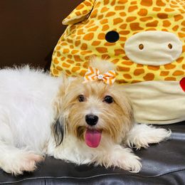 Havanese from Torres Havanese