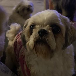 Malla - Shih Tzu