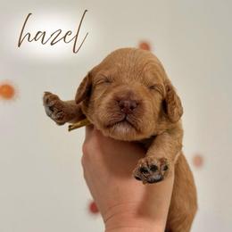 Hazel - Apricot female Goldendoodle puppy in Los Angeles, California from Canary Pawlm Doodles
