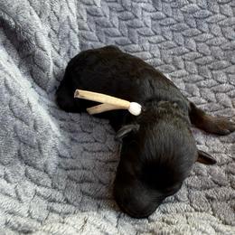White collar - Phantom female Poodle puppy in Huntsville, Alabama from Flint River Poodles