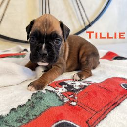 Tillie - Fawn female Boxer puppy in Cicero, New York from MK Boxer Haven of CNY