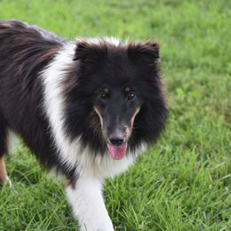 Annie Oakley - Shetland Sheepdog