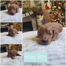Blue boy - Red  male Goldendoodle puppy in Howell, Michigan from Robbin's Treasures