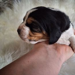 Emmit - Black brown and white male Basset Hound puppy in Mack's Creek, Missouri from Mack's Creek Basset Hounds