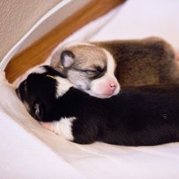 Pembroke Welsh Corgi Puppies from Cosmere Corgis