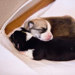 Pembroke Welsh Corgi Puppies from Cosmere Corgis