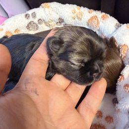 Kansas - Black and tan female Shih Tzu puppy in Orange, California from Shih Tzu Hauz