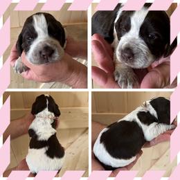 Pink - Liver white and roan female English Springer Spaniel puppy in Godley, Texas from Legacy Springer Spaniels