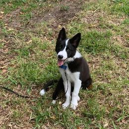 Border Collie Puppies from Willow Spring Border Collies