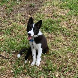 Border Collie Puppies from Willow Spring Border Collies