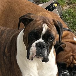 Gidget - Boxer