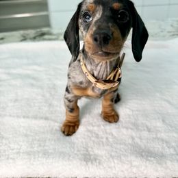 Dachshund Puppies from Harrison Farm
