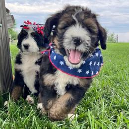 Republic - Sable male Bernedoodle puppy in Kansas City, Missouri from Beary GoldenDoodles