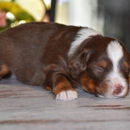 Blaze - Red tri male Miniature Australian Shepherd puppy in Lowgap, North Carolina from Baileys Mini Aussies
