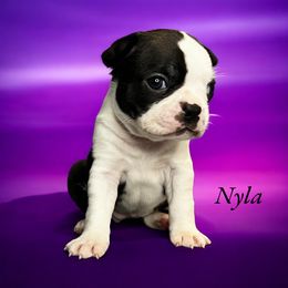 AKC Nyla - Black brindle and white female Boston Terrier puppy in Galena, Kansas from RottNBostons