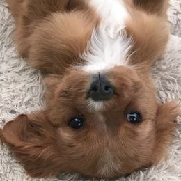 Cavalier King Charles Spaniel Puppies from Hotchkiss Cavaliers