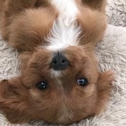 Cavalier King Charles Spaniel Puppies from Hotchkiss Cavaliers
