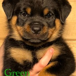 Rottweiler Puppies from Obsessions Rottweiler