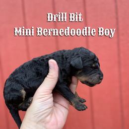 Drillbit - Phantom male Bernedoodle puppy in Grove, Oklahoma from Guinn Family Farms