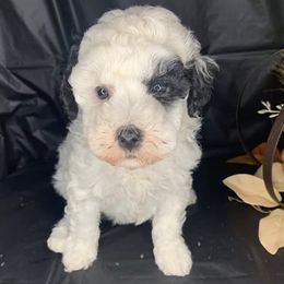 Samantha - Parti female Goldendoodle puppy in Haddam, Kansas from Golden B Acres